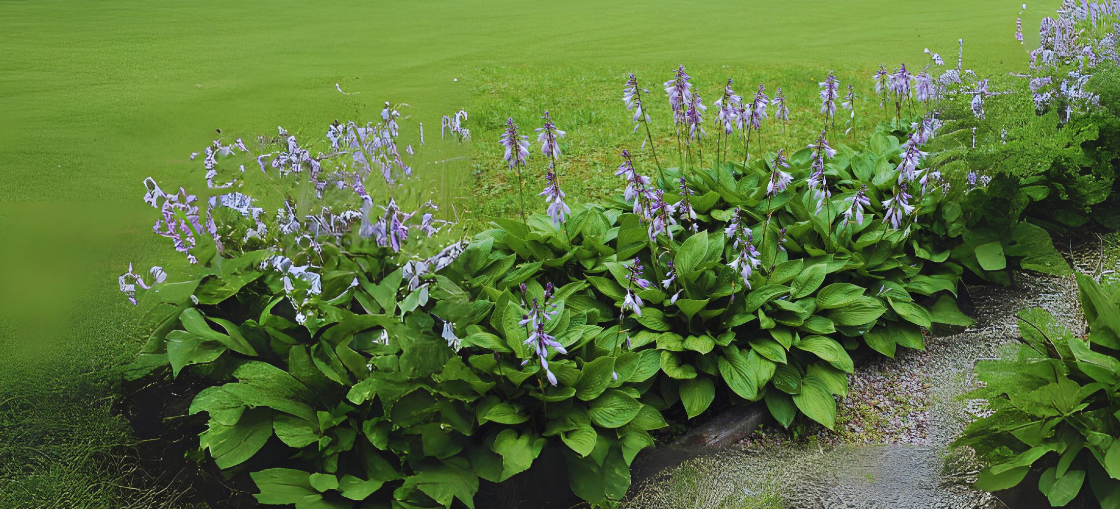 hostas