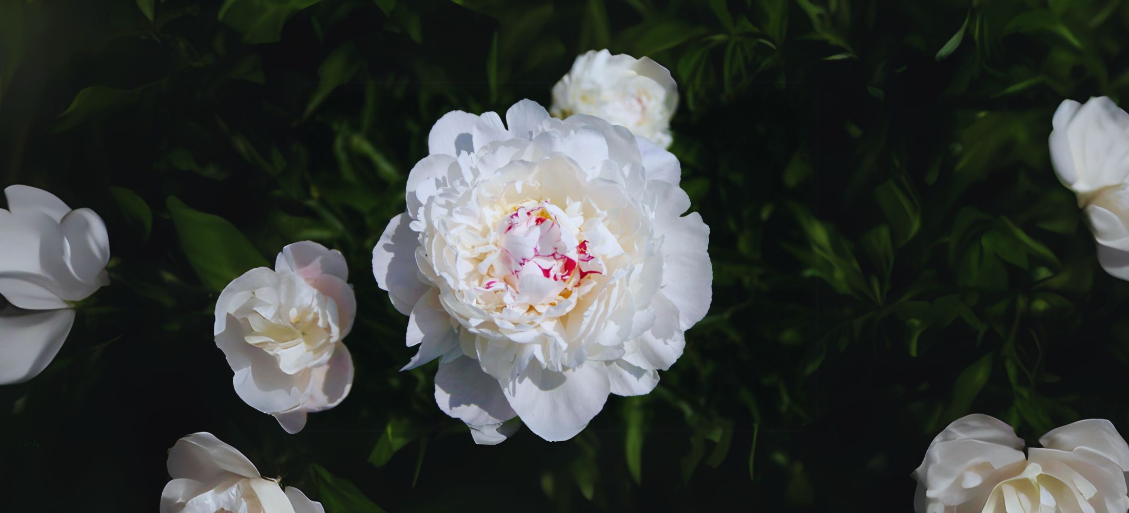 Festiva Maxima peony