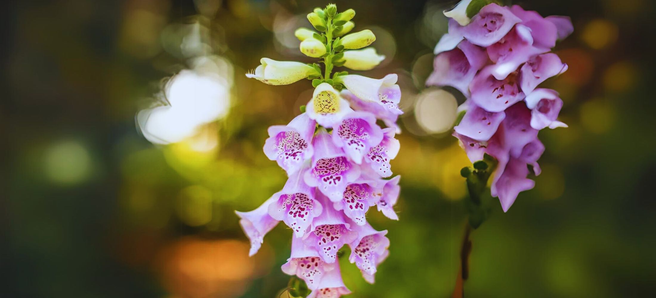 Foxglove