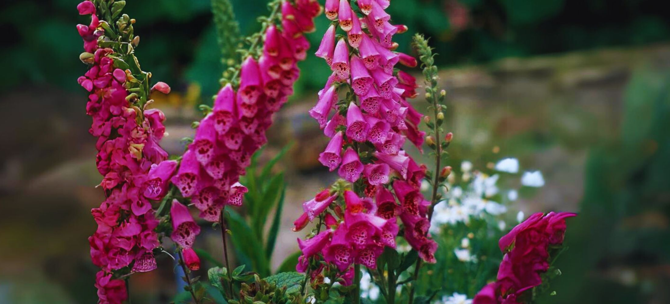 Foxglove