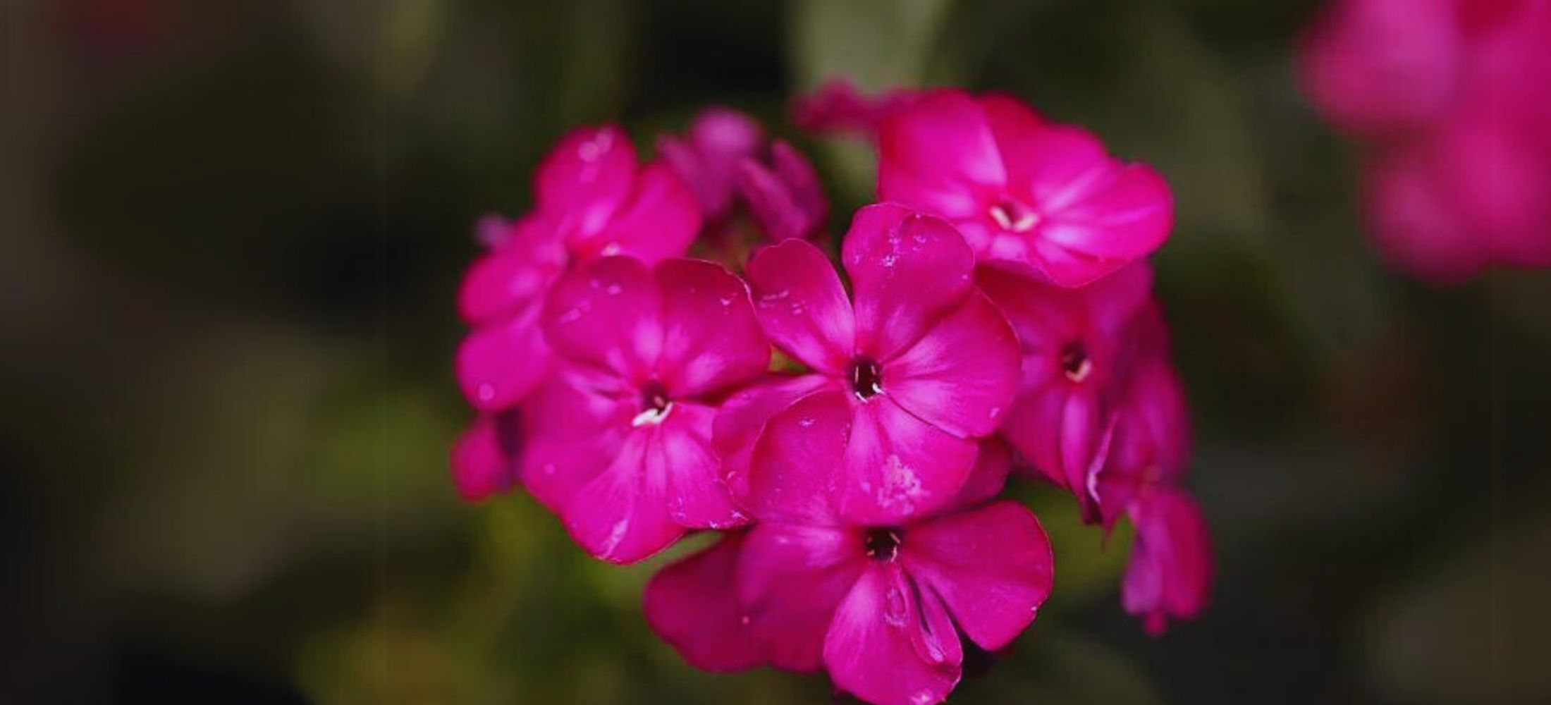 Garden Phlox