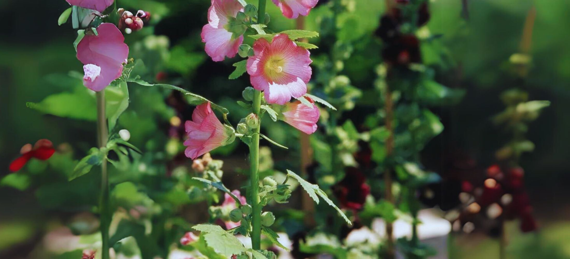 Hollyhock