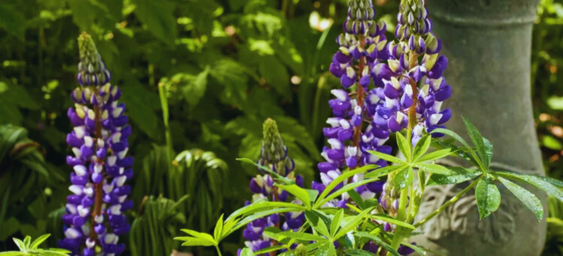 Lupine Flowers