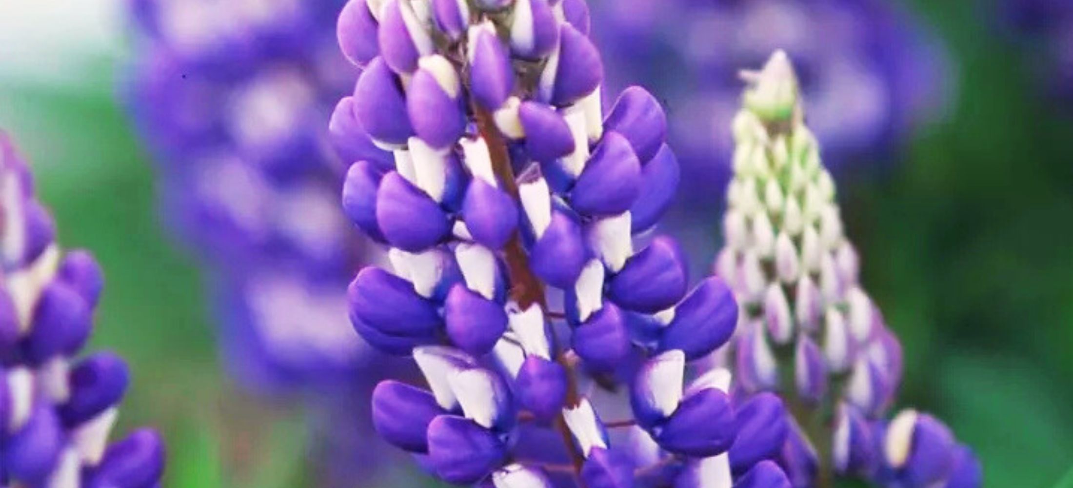 Lupine