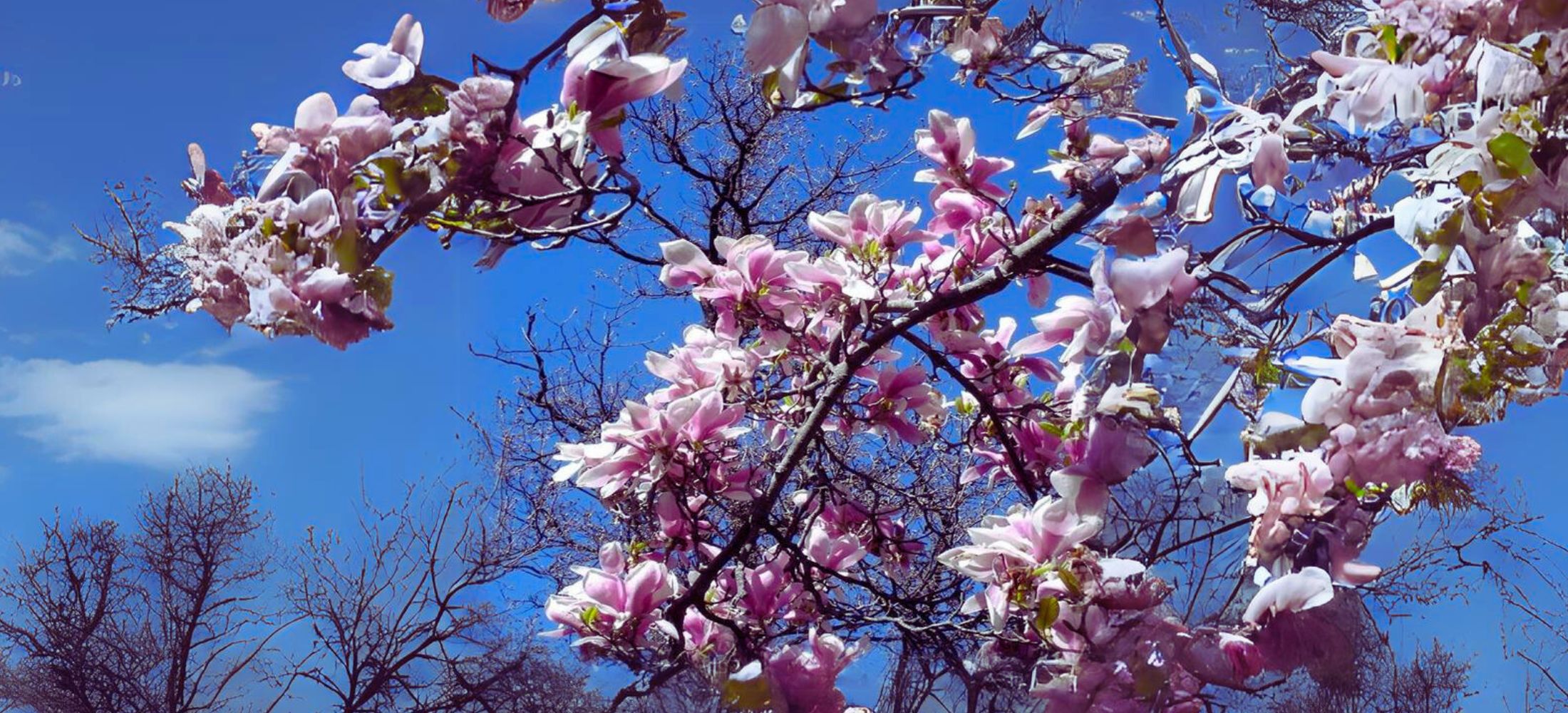 Magnolia Soulangeana