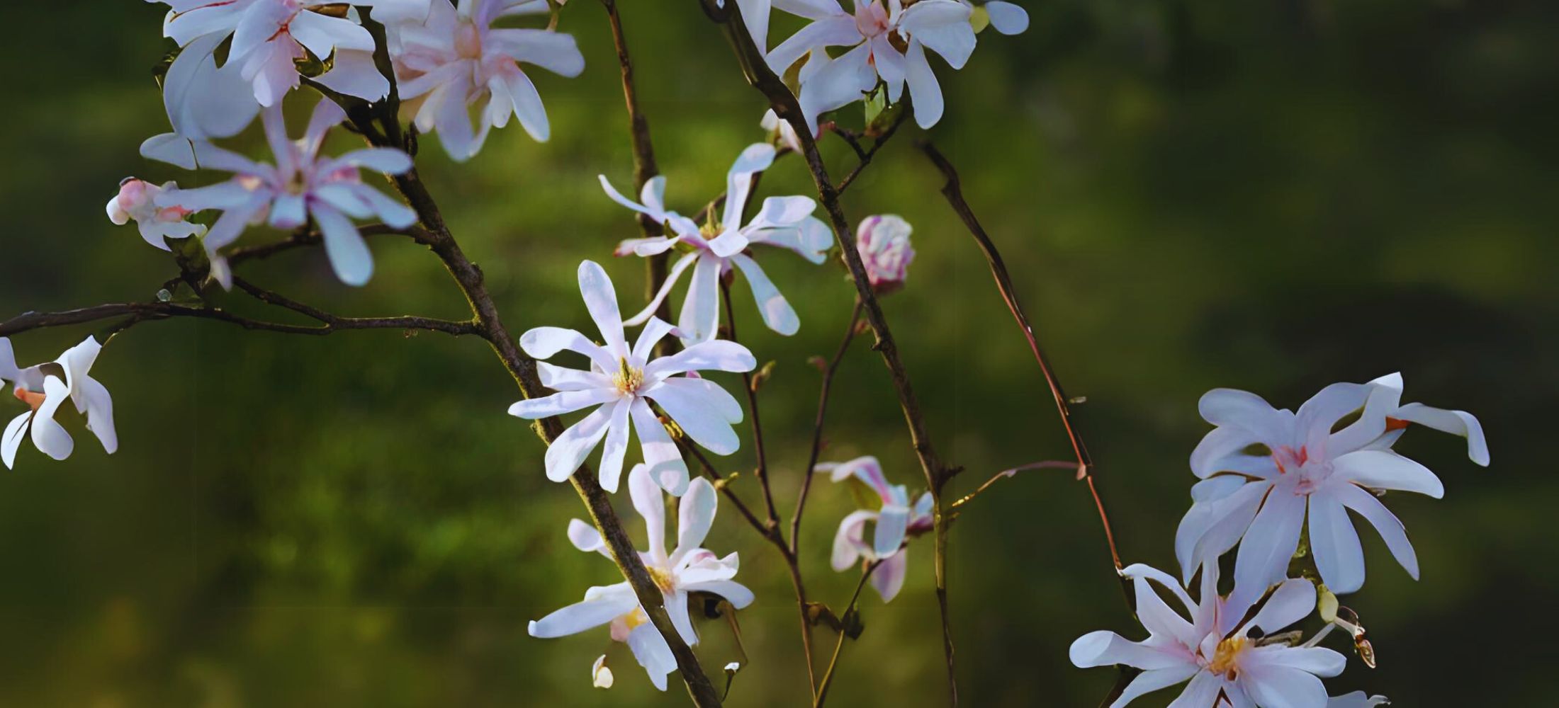 Magnolias