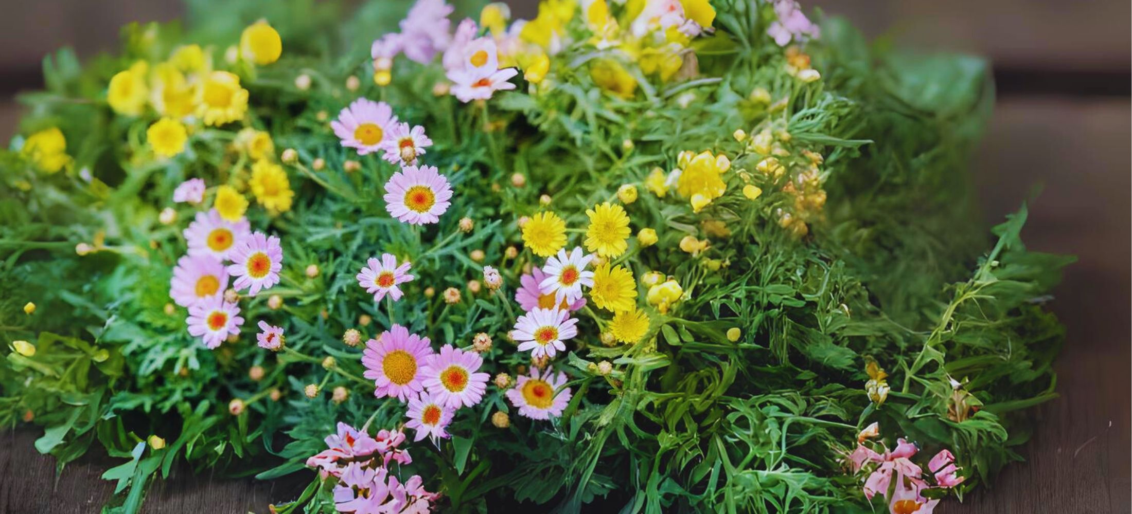 Marguerite Daisy