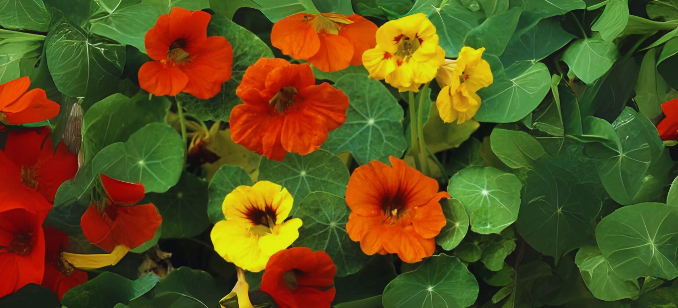 Nasturtiums