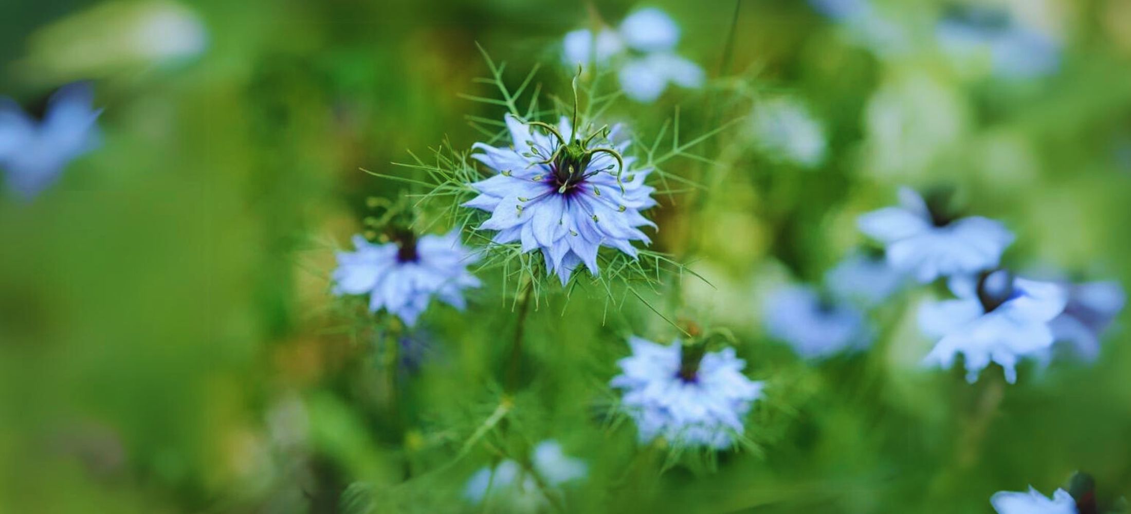 Nigella (Love-in-a-Mist)