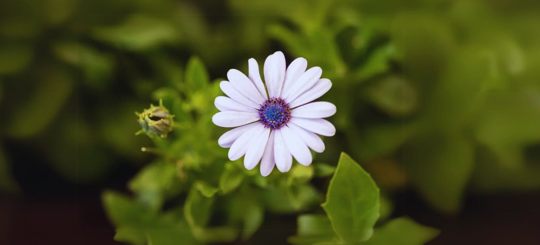 Osteospermum harvesting