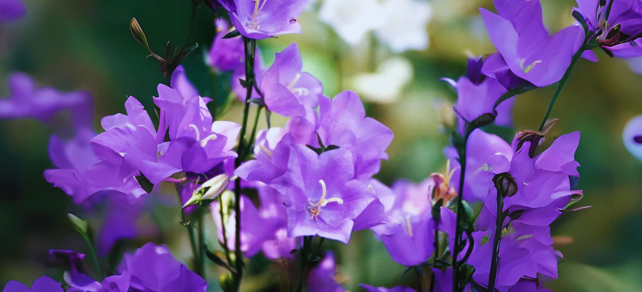 Peach-Leaf Bellflower (Campanula persicifolia)