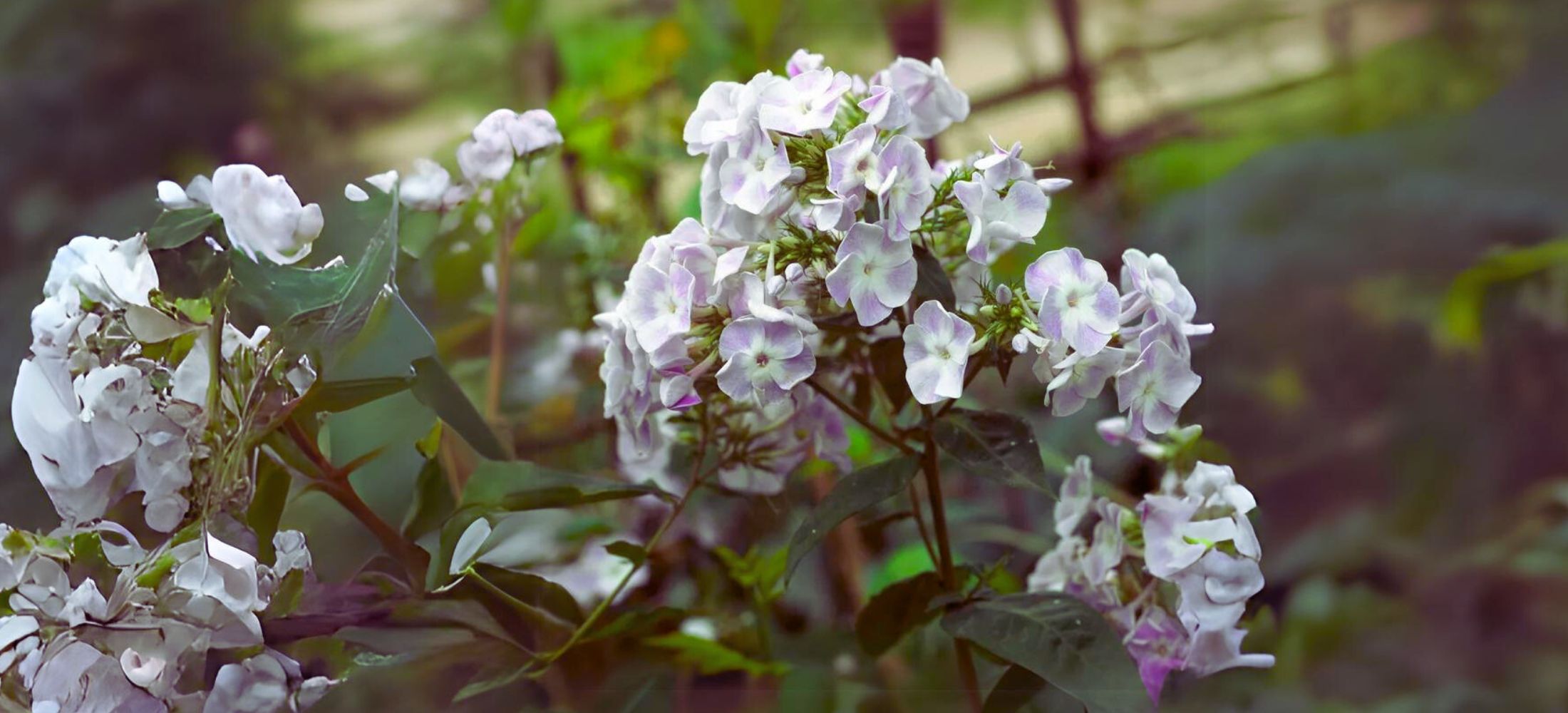 Phlox