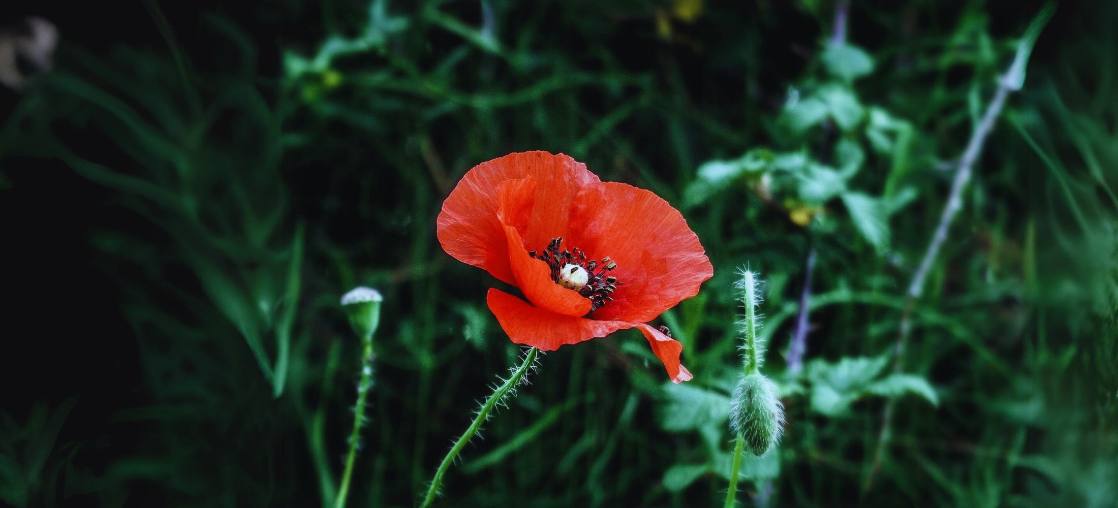 Poppies