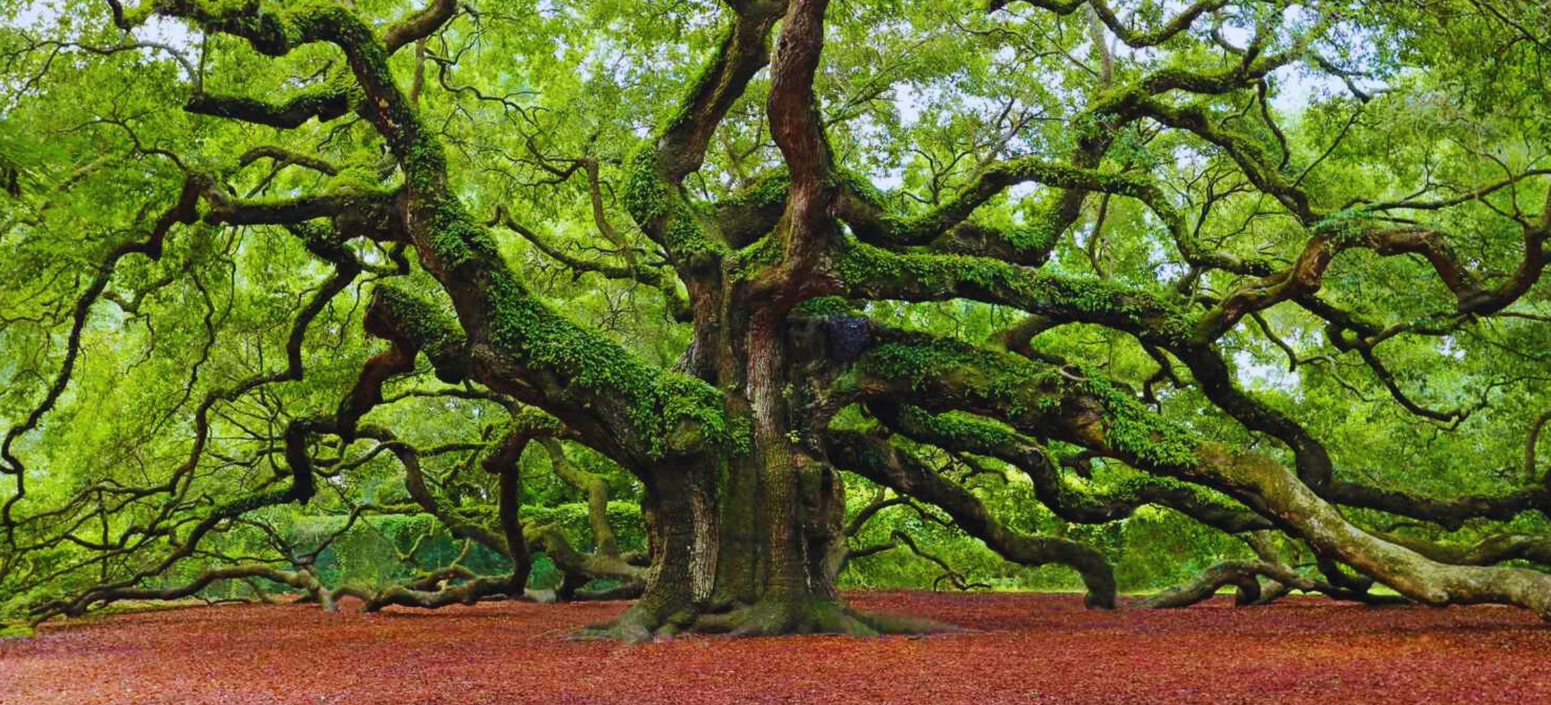 Popular Varieties of Oaks