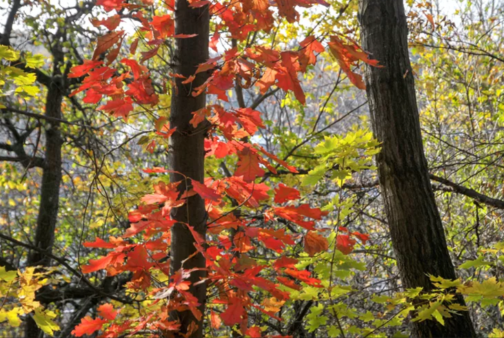 Northern Red Oak