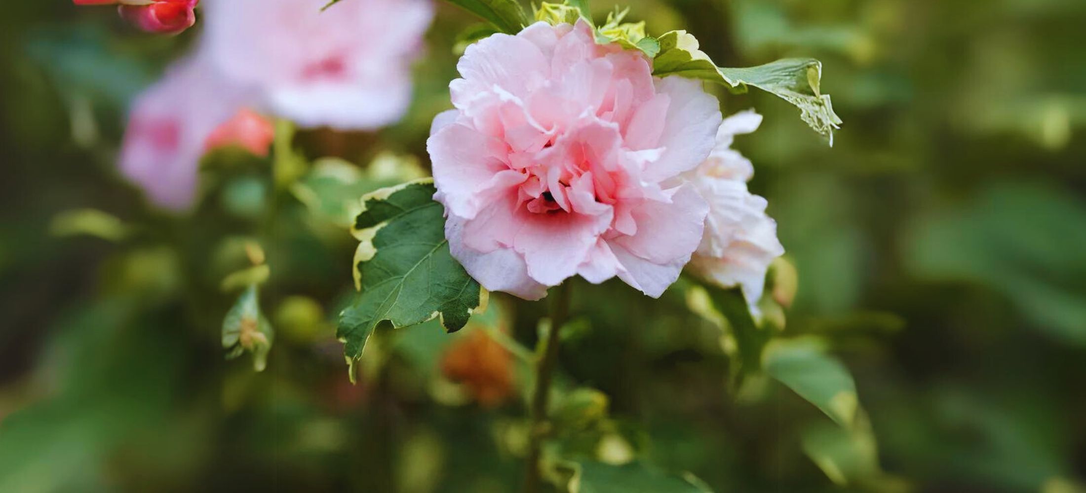 Rose of Sharon ‘Sugar Tip’