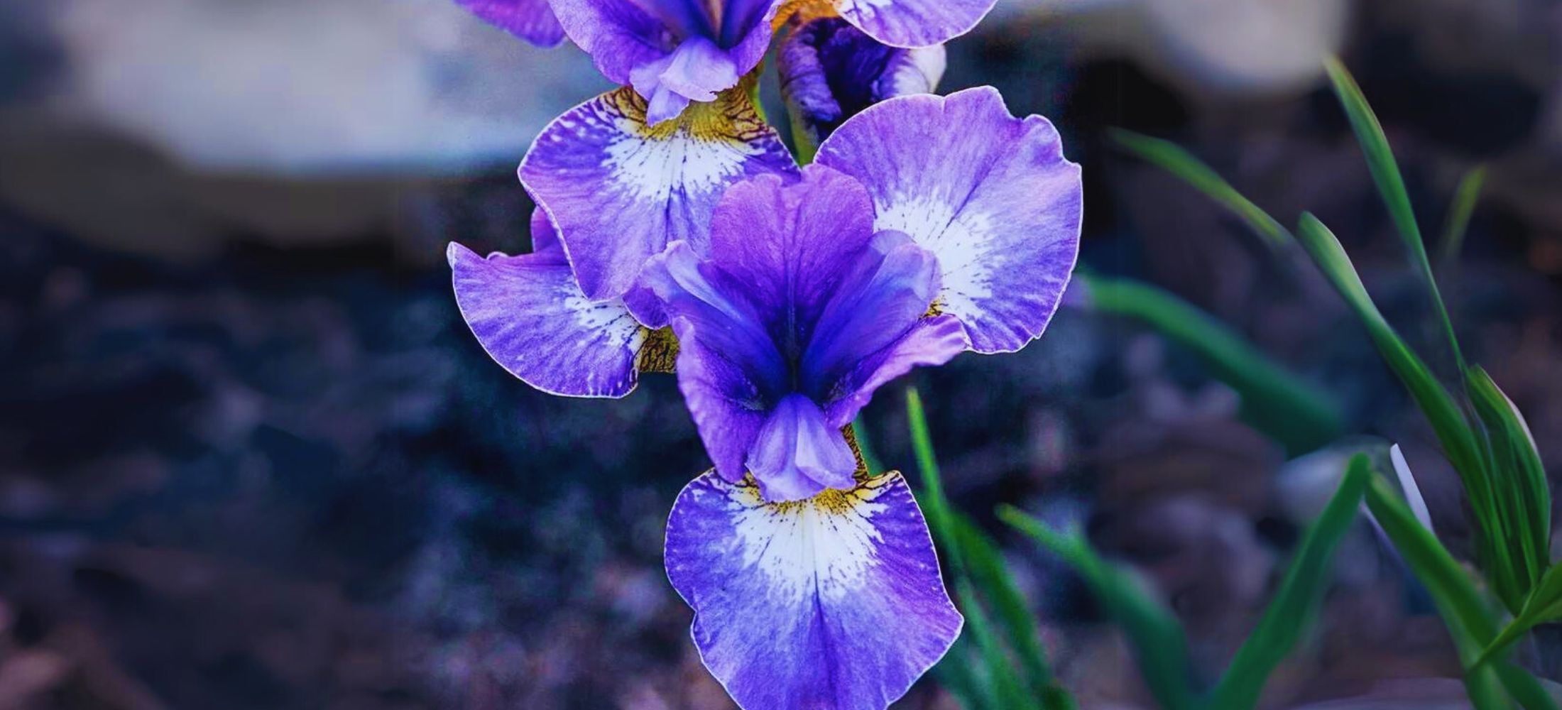 Siberian Iris (Iris sibirica)