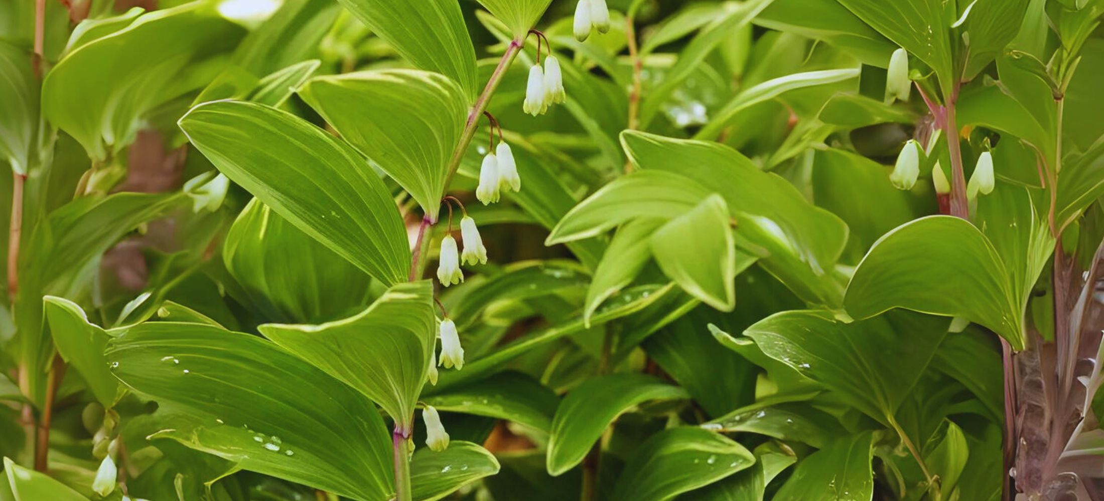 Solomon's Seal (Polygonatum)