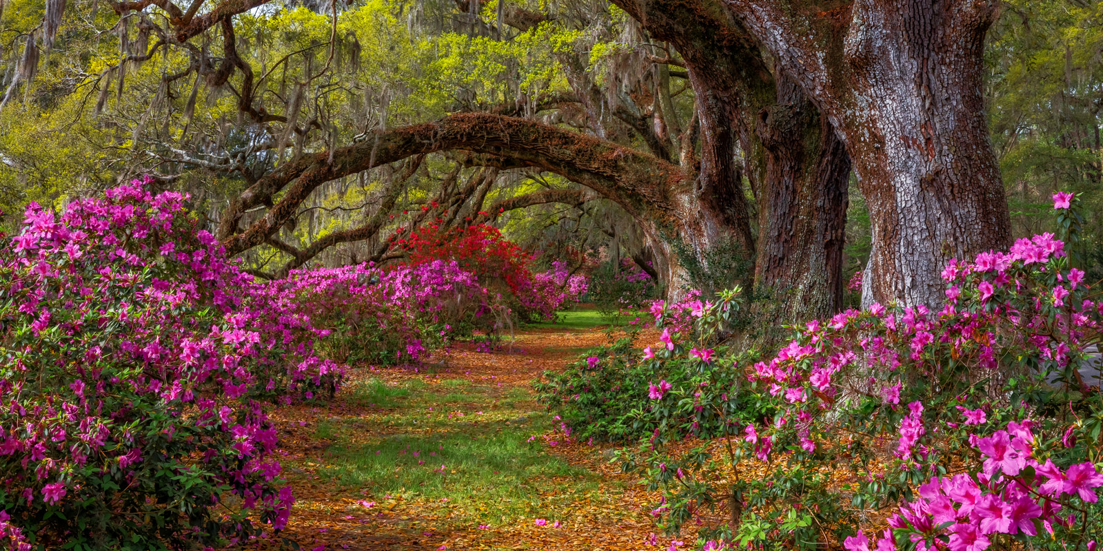 Landscaping with Oaks