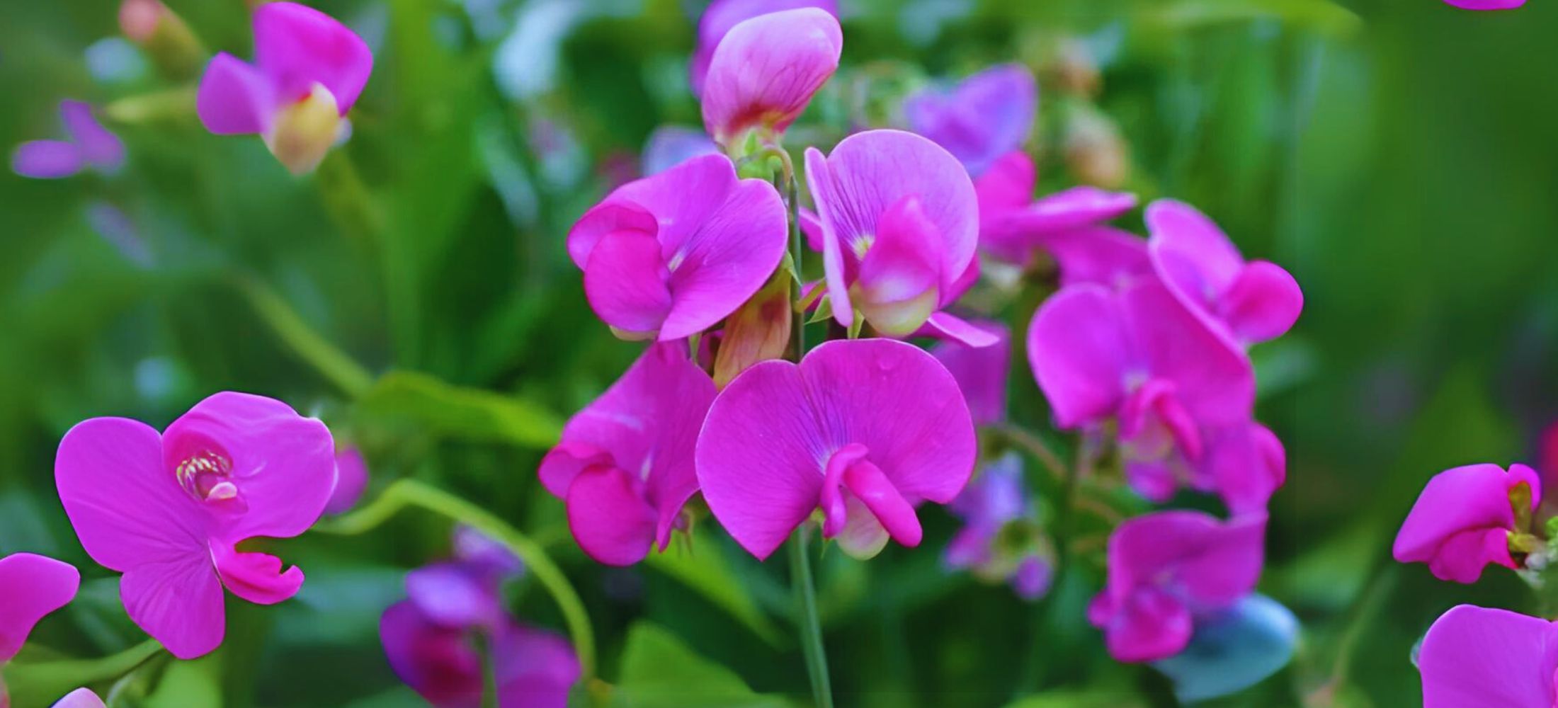 Sweet Peas