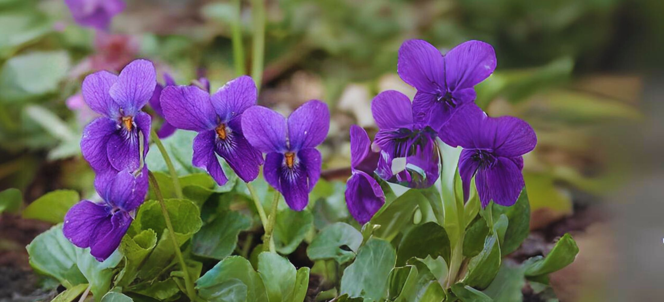 Sweet violet flowers (Viola odorata)