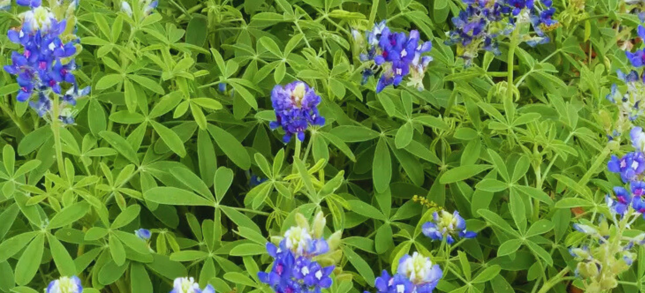 Texas Bluebonnet