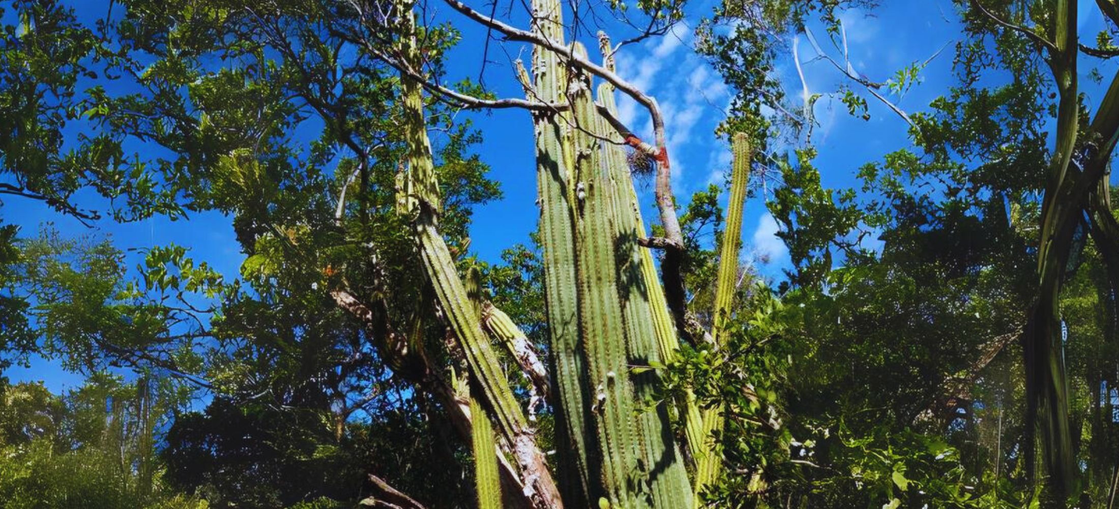 The Key Largo Tree Cactus extinct