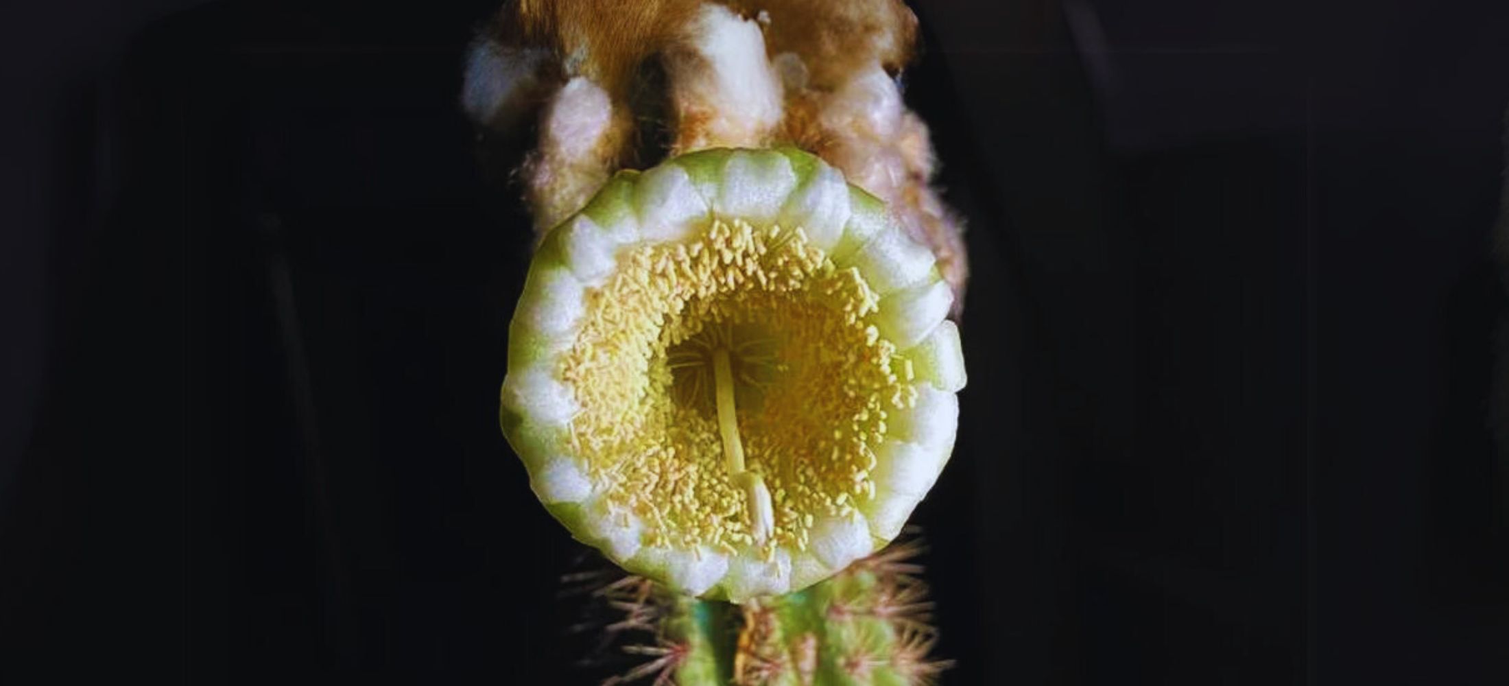 The Key Largo Tree Cactus