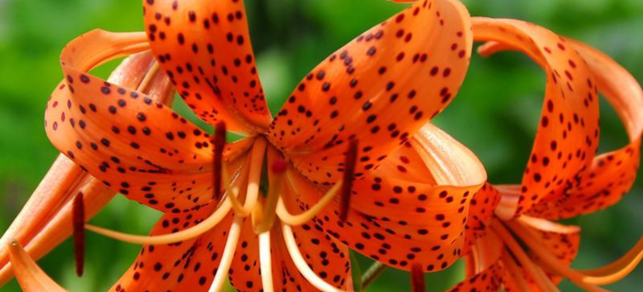 Tiger Lily flowers 2