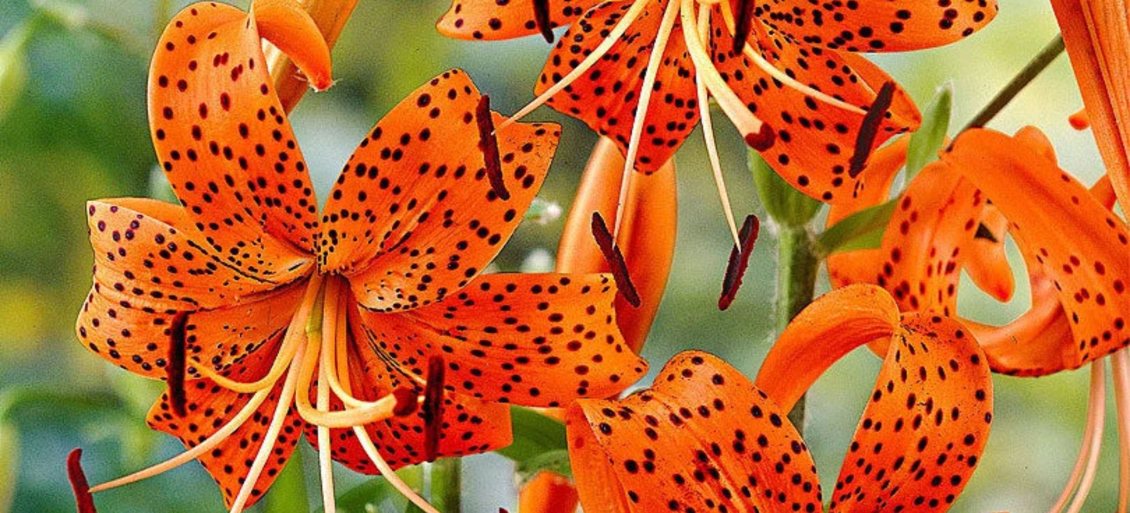 Tiger Lily flowers