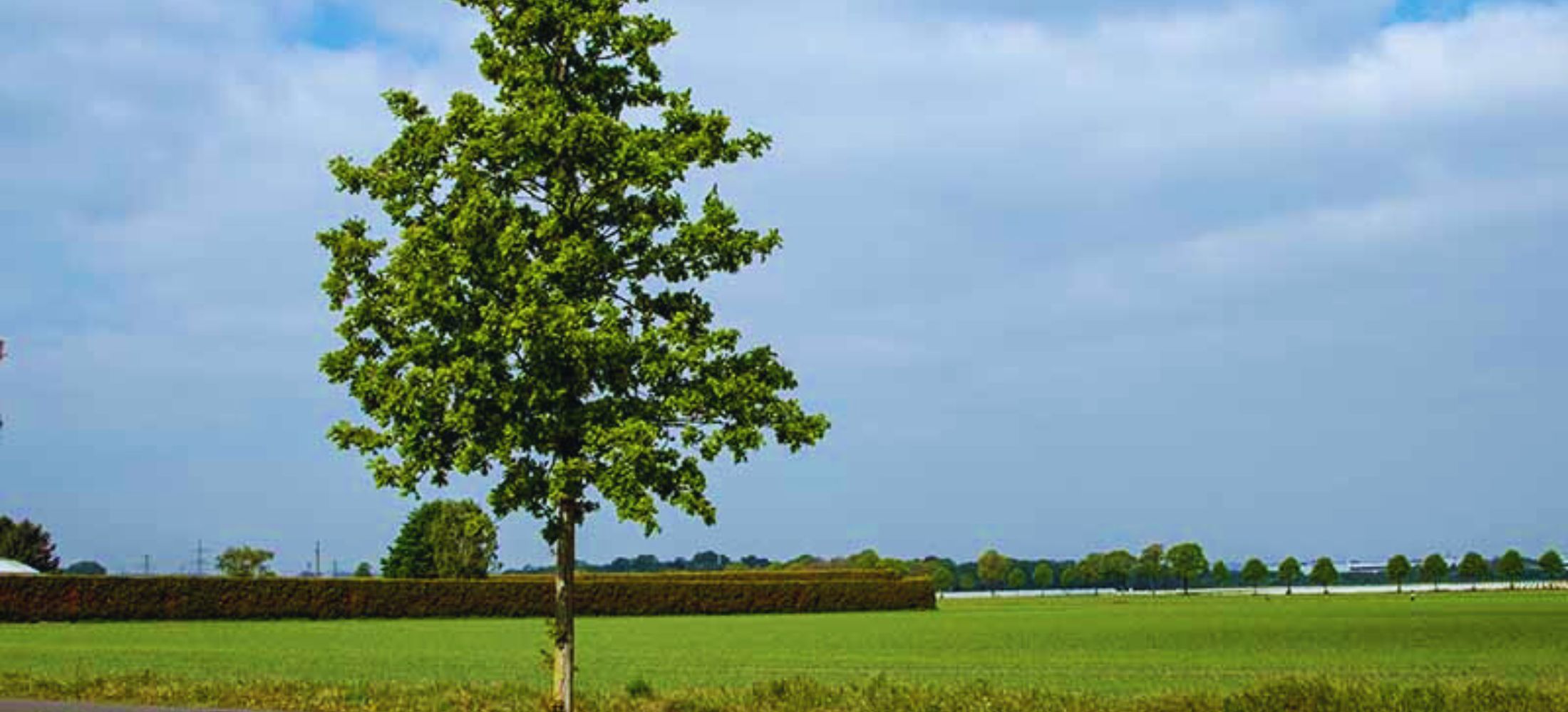 Oak Tree Blister