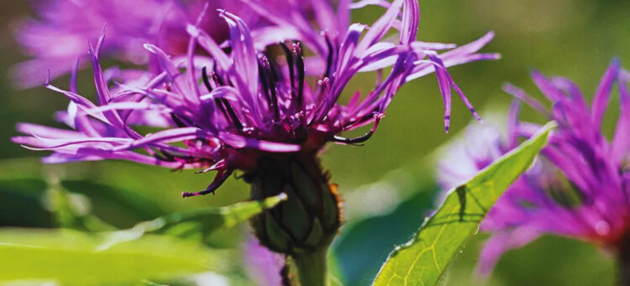 Centaurea