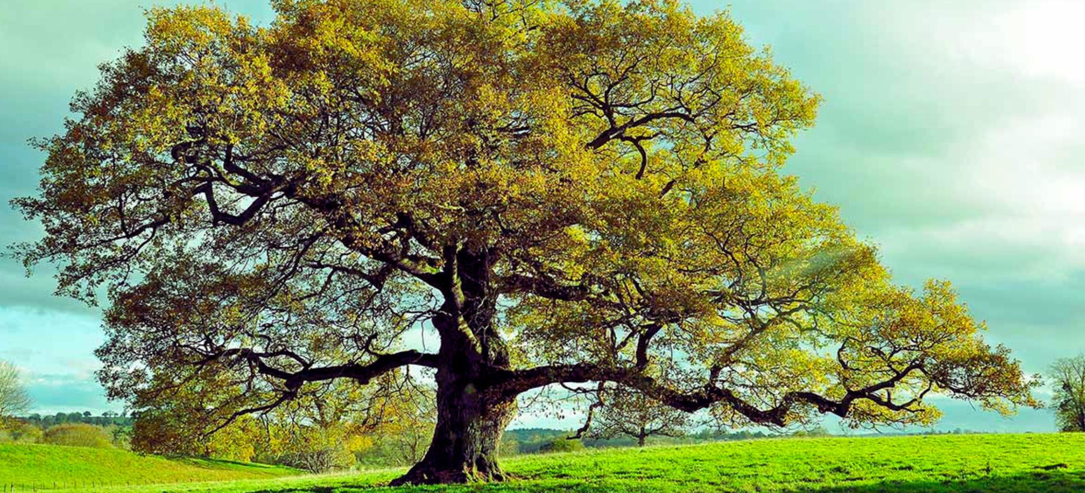 Oaks trees