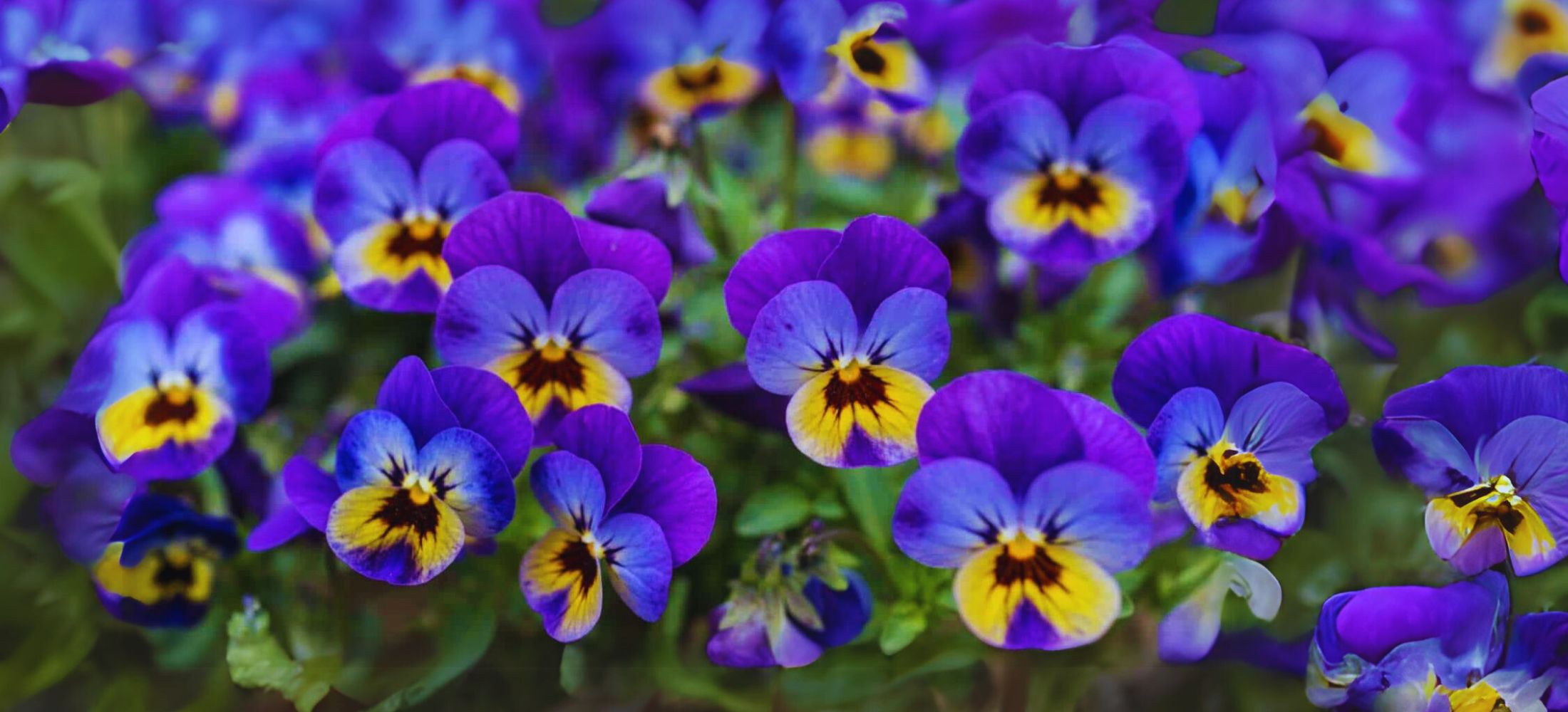 violet flowers