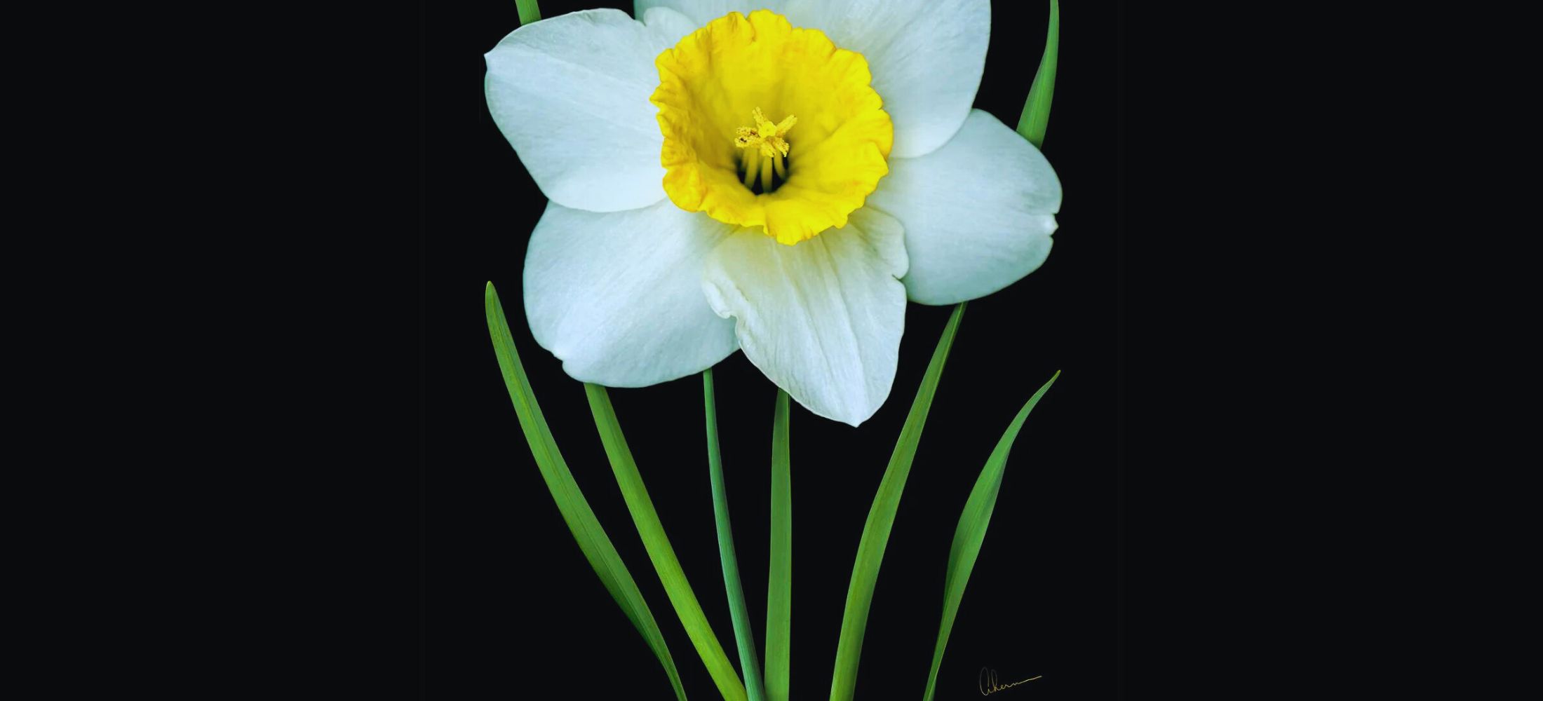 White Daffodil