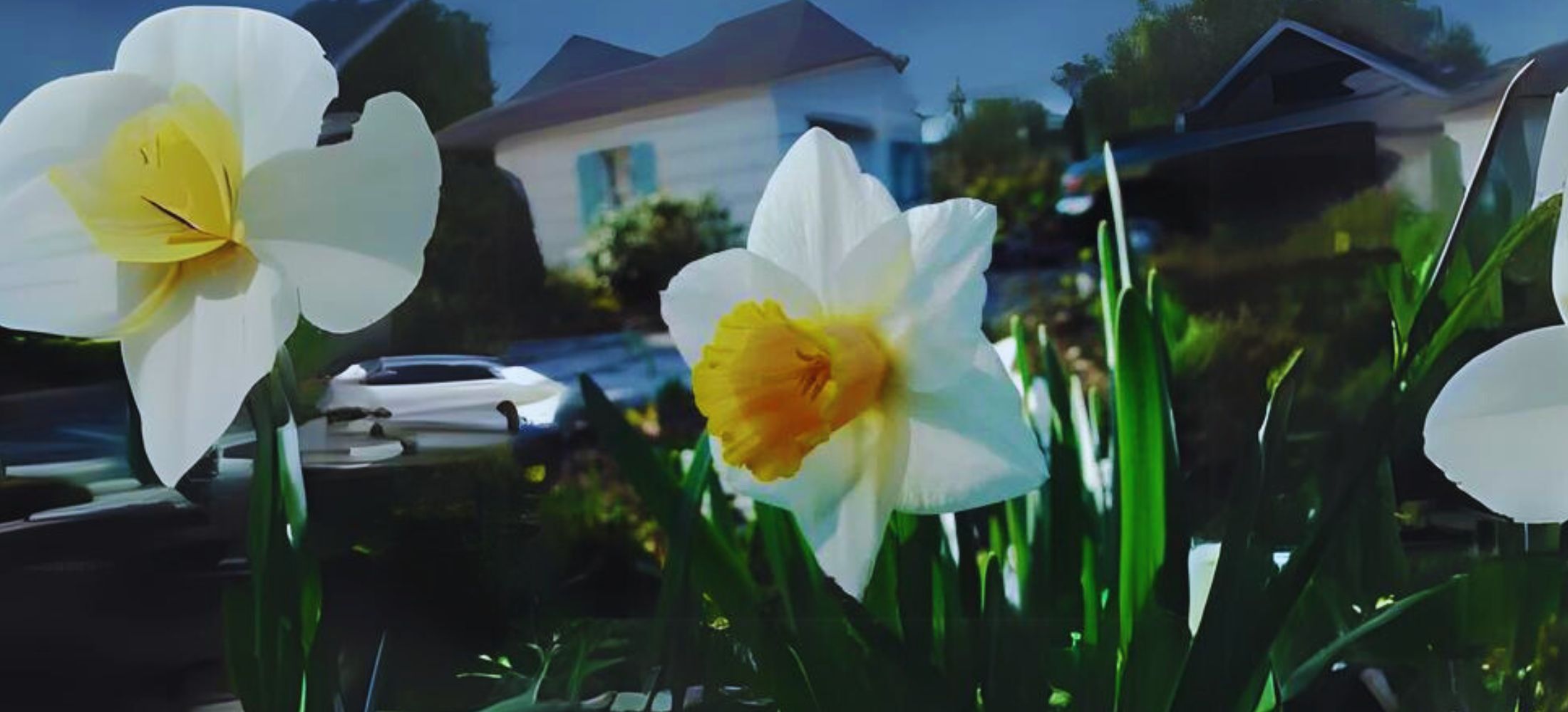 White Daffodils