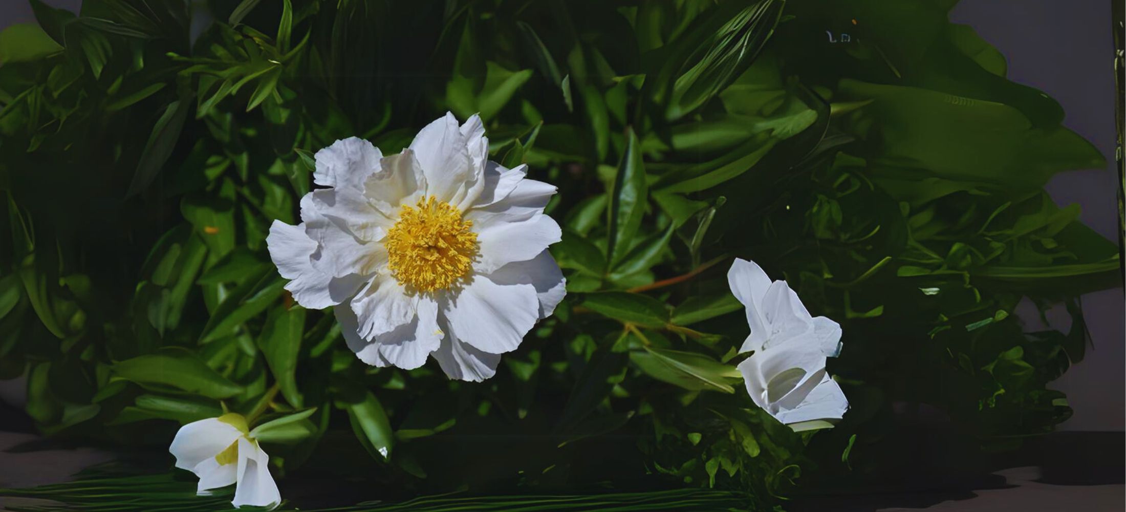 White Wings peony