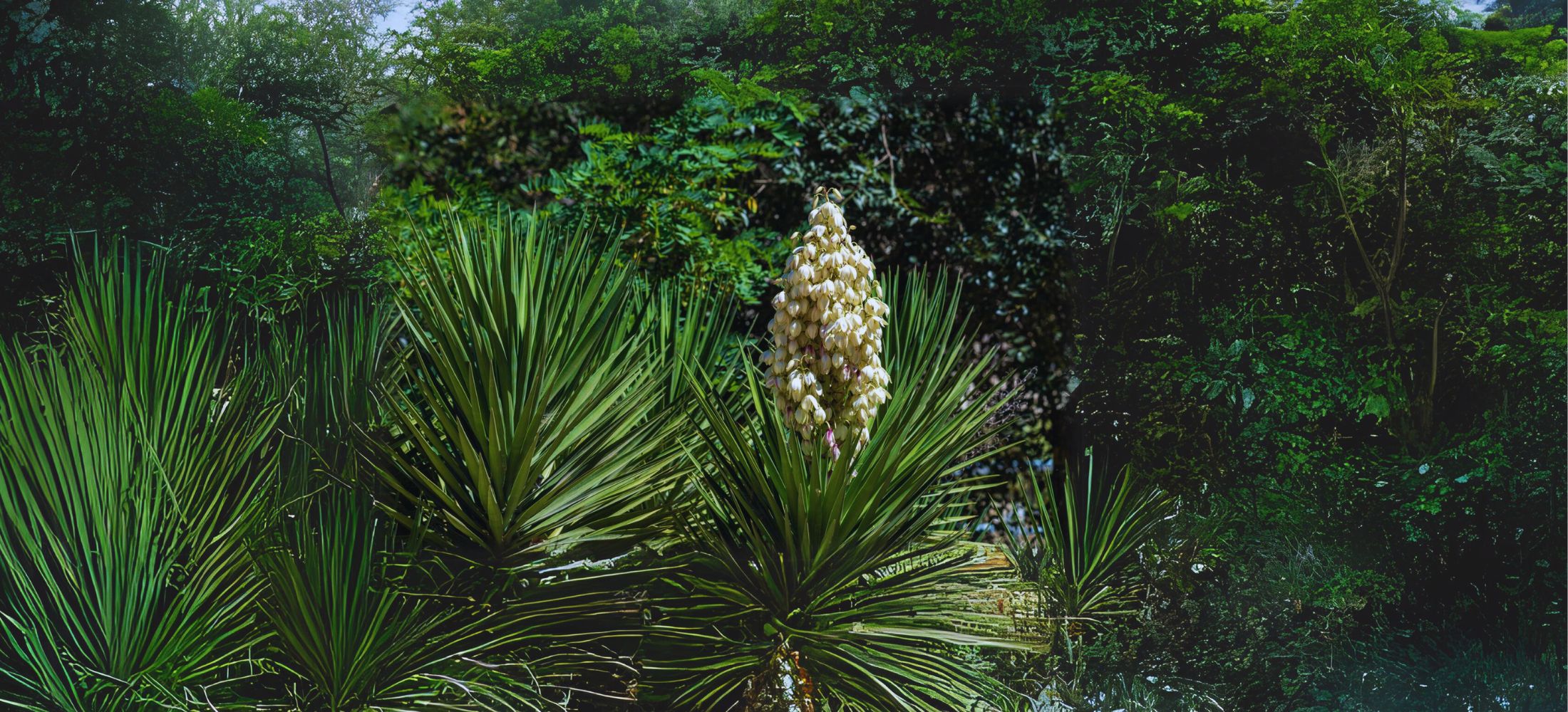 Dying Yucca Plant