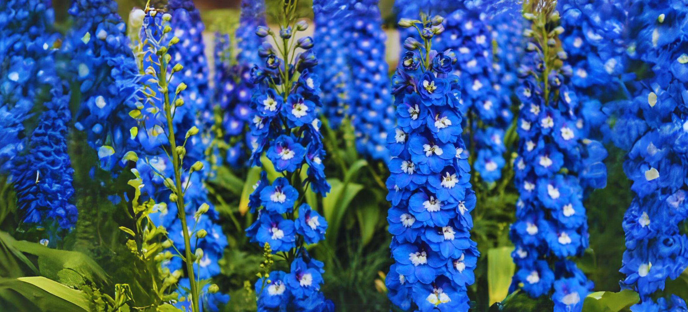 delphinium