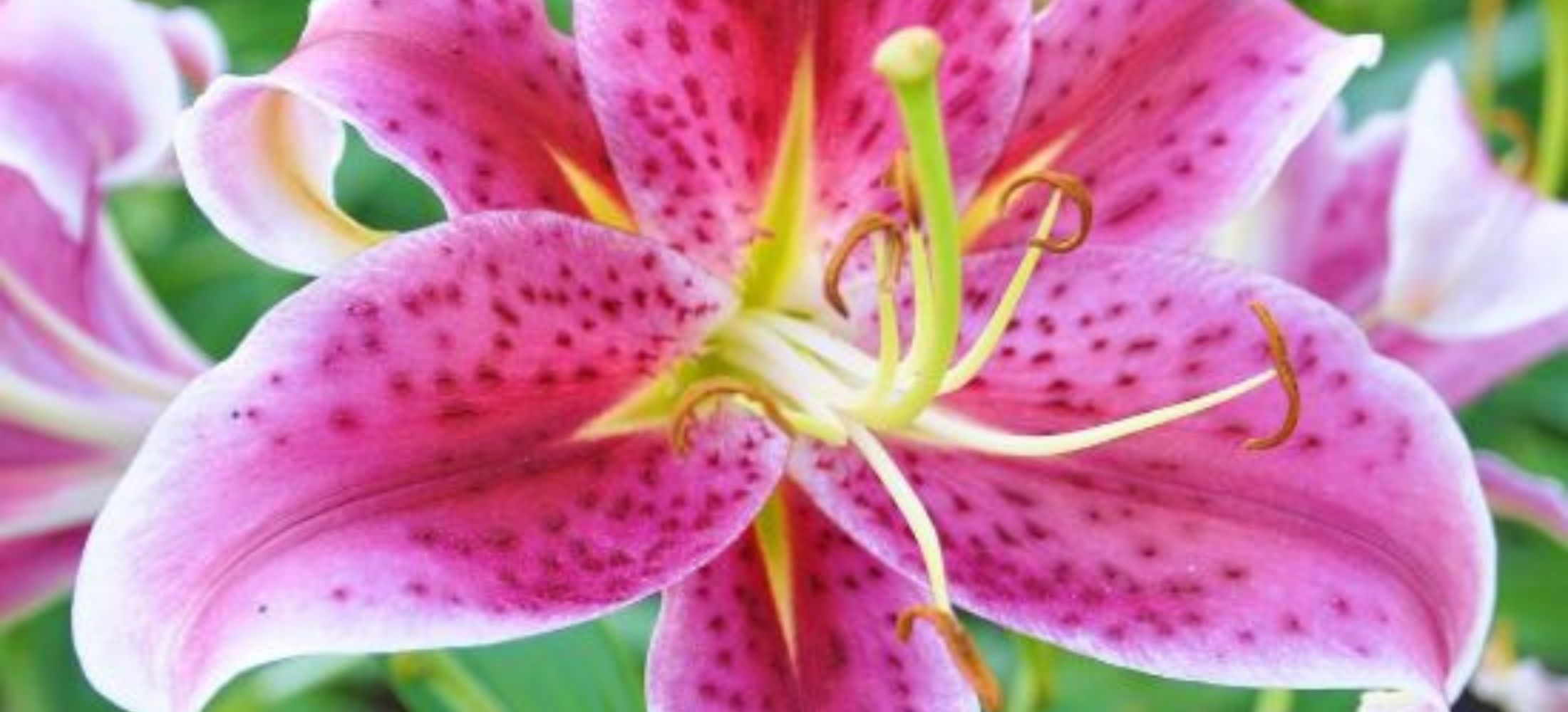 pink Tiger Lily flowers