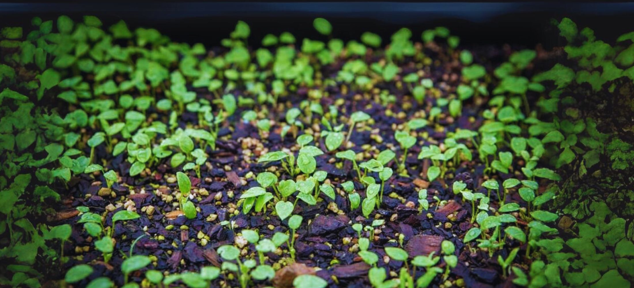 sowing delphinium