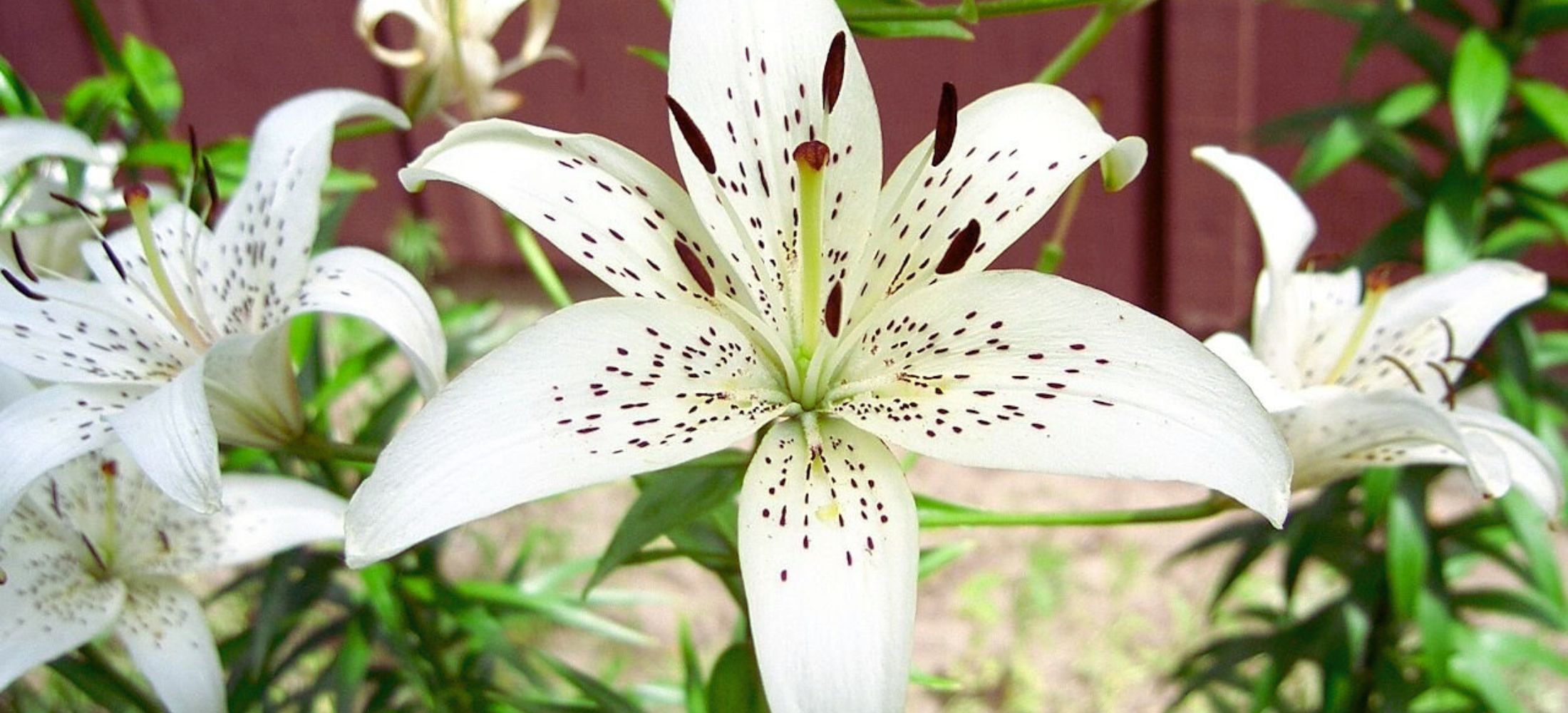 white Tiger Lily flowers