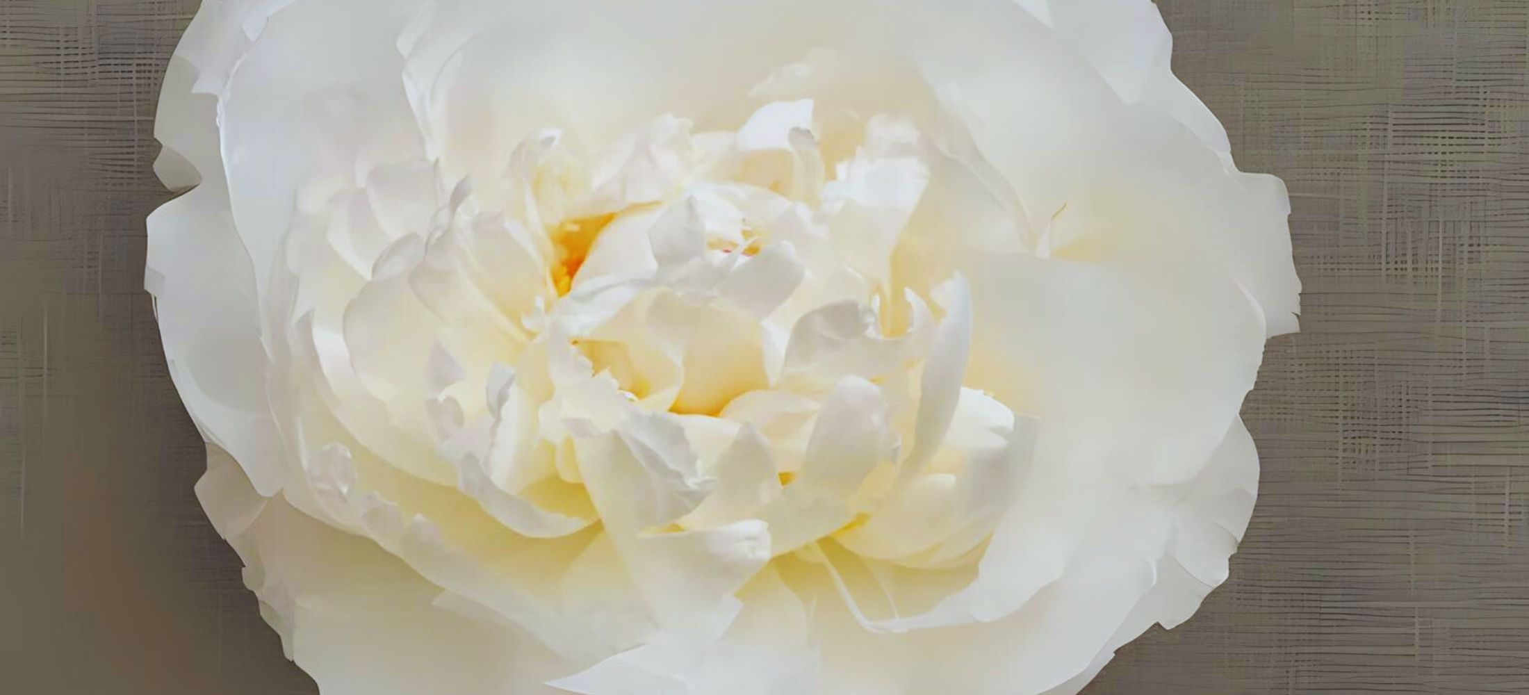 white peony