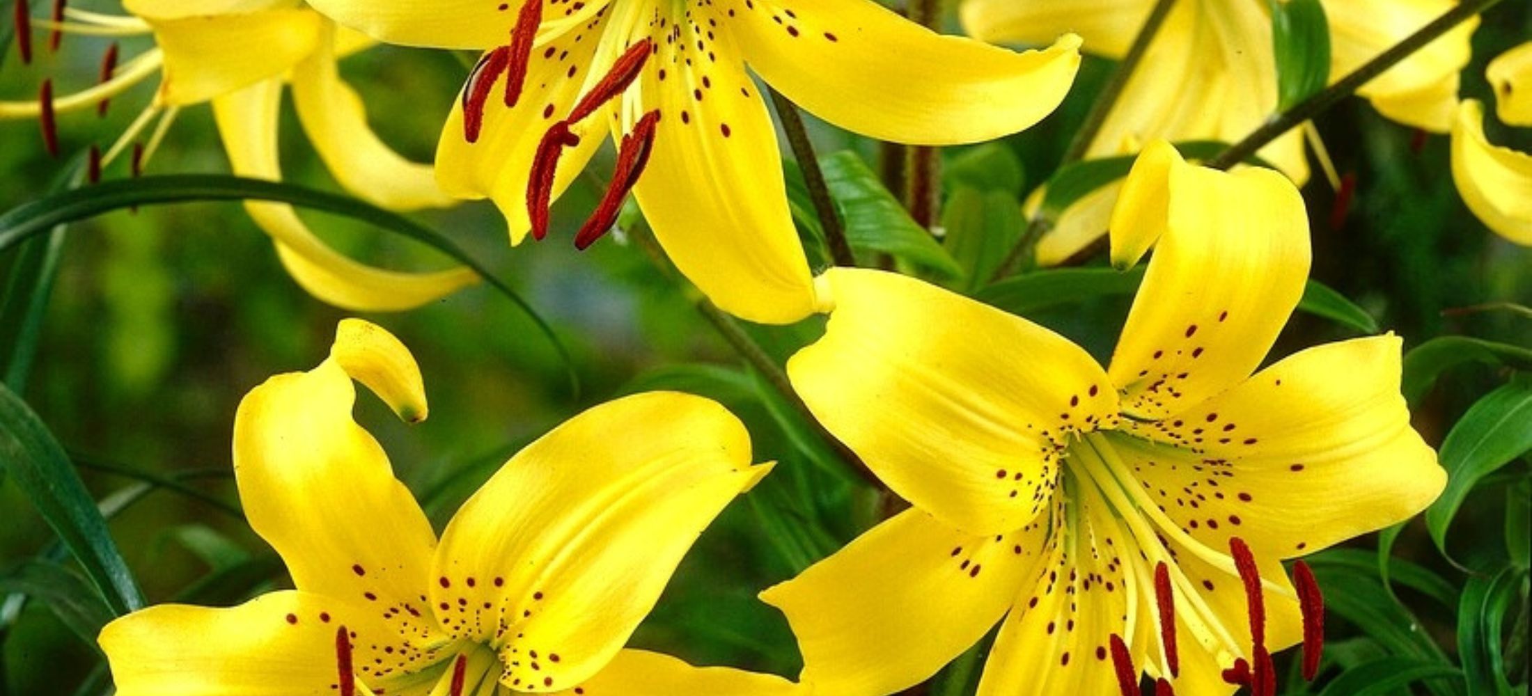 yellow Tiger Lily flowers