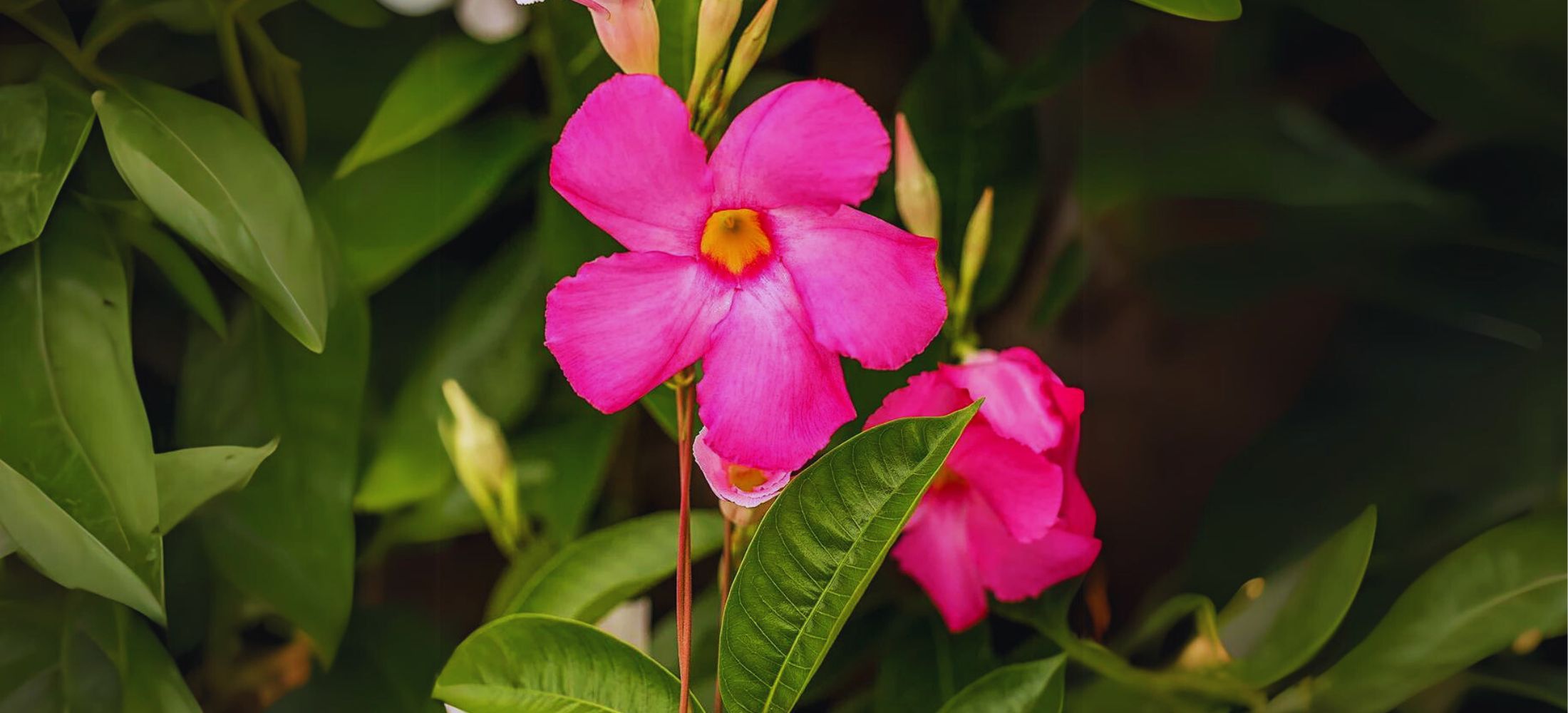 ‘Alice du Pont’ Mandevilla