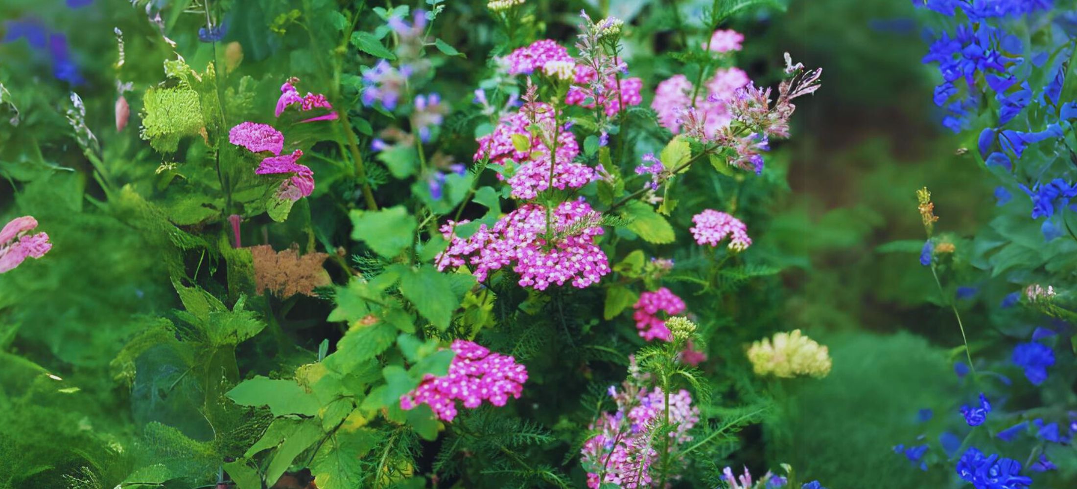 ‘Appleblossom’ Yarrow