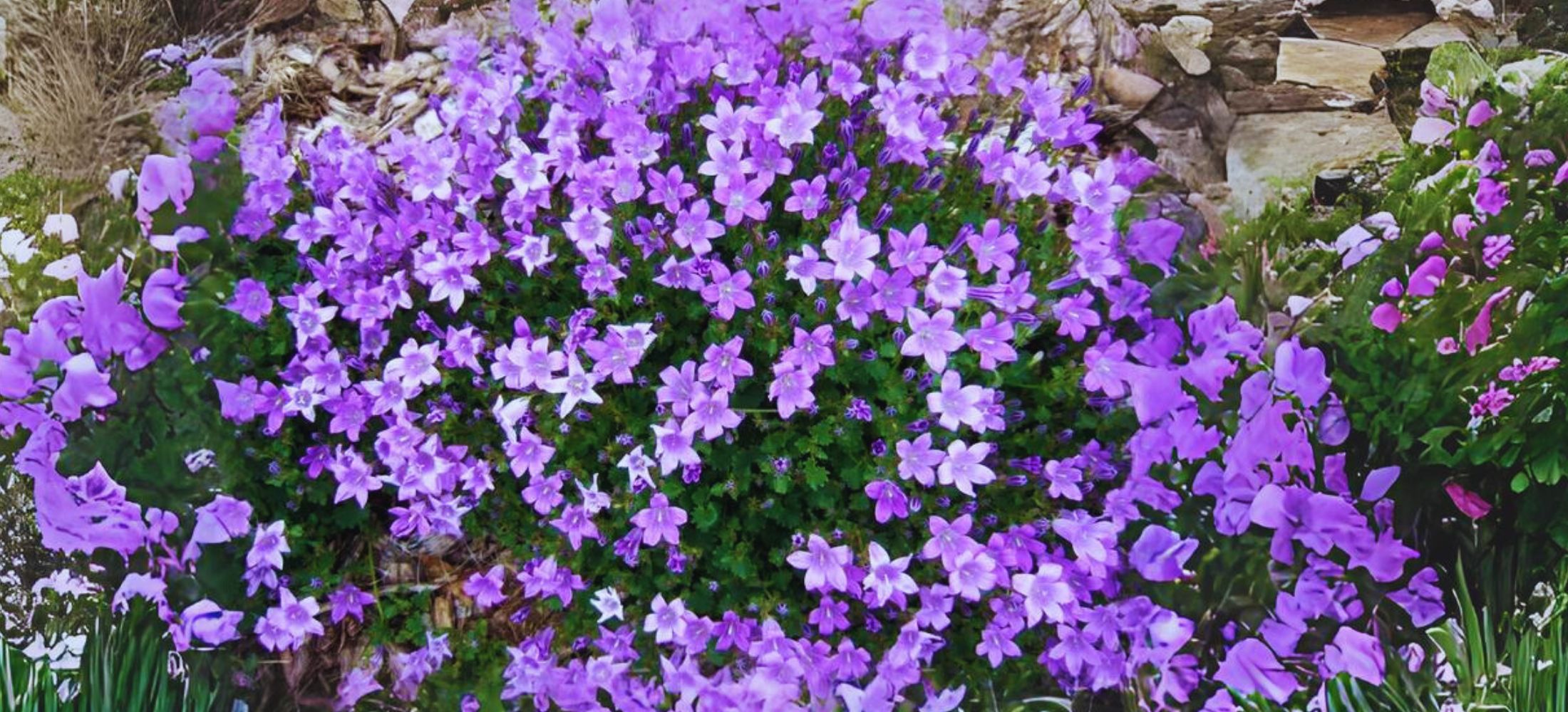 ‘Birch Hybrid’ Bellflowers