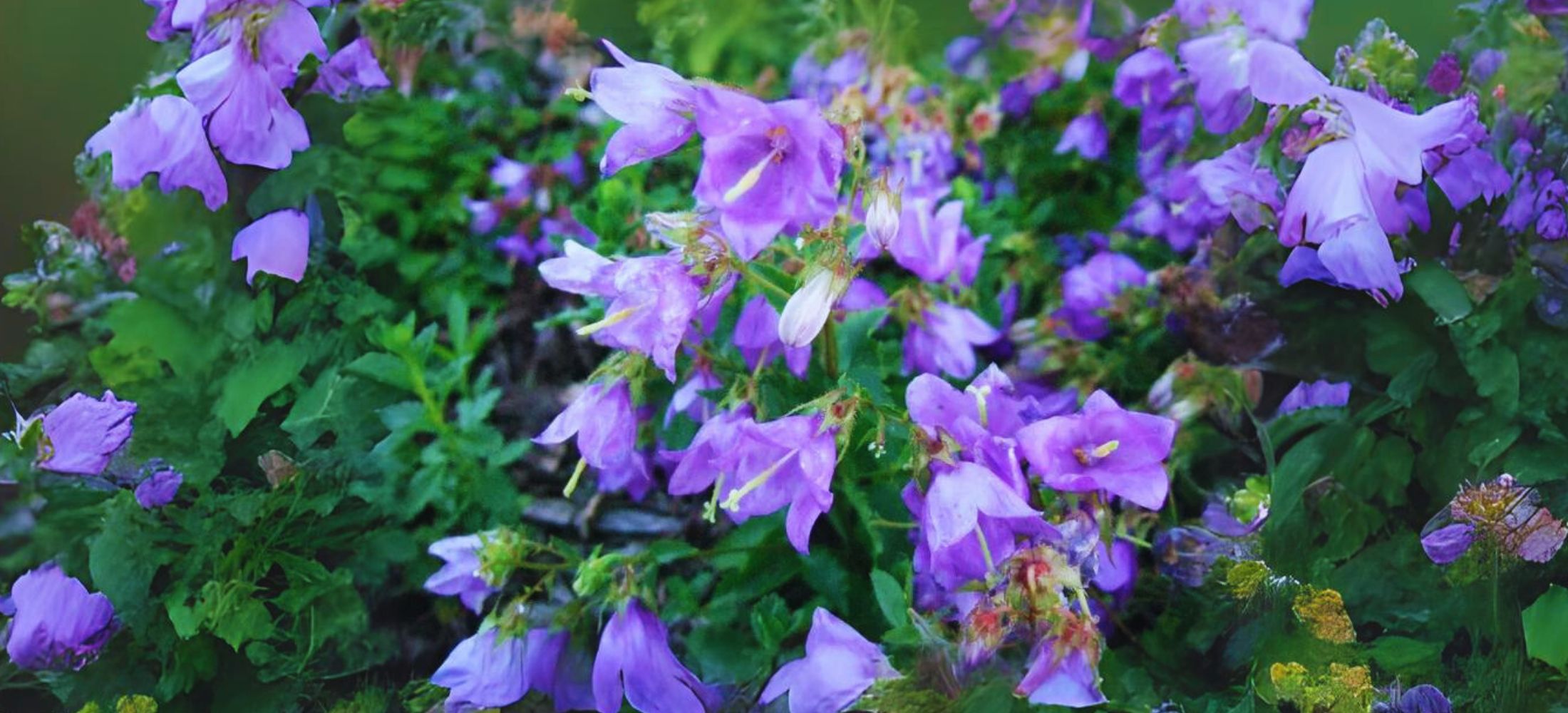 Campanula Raddeana