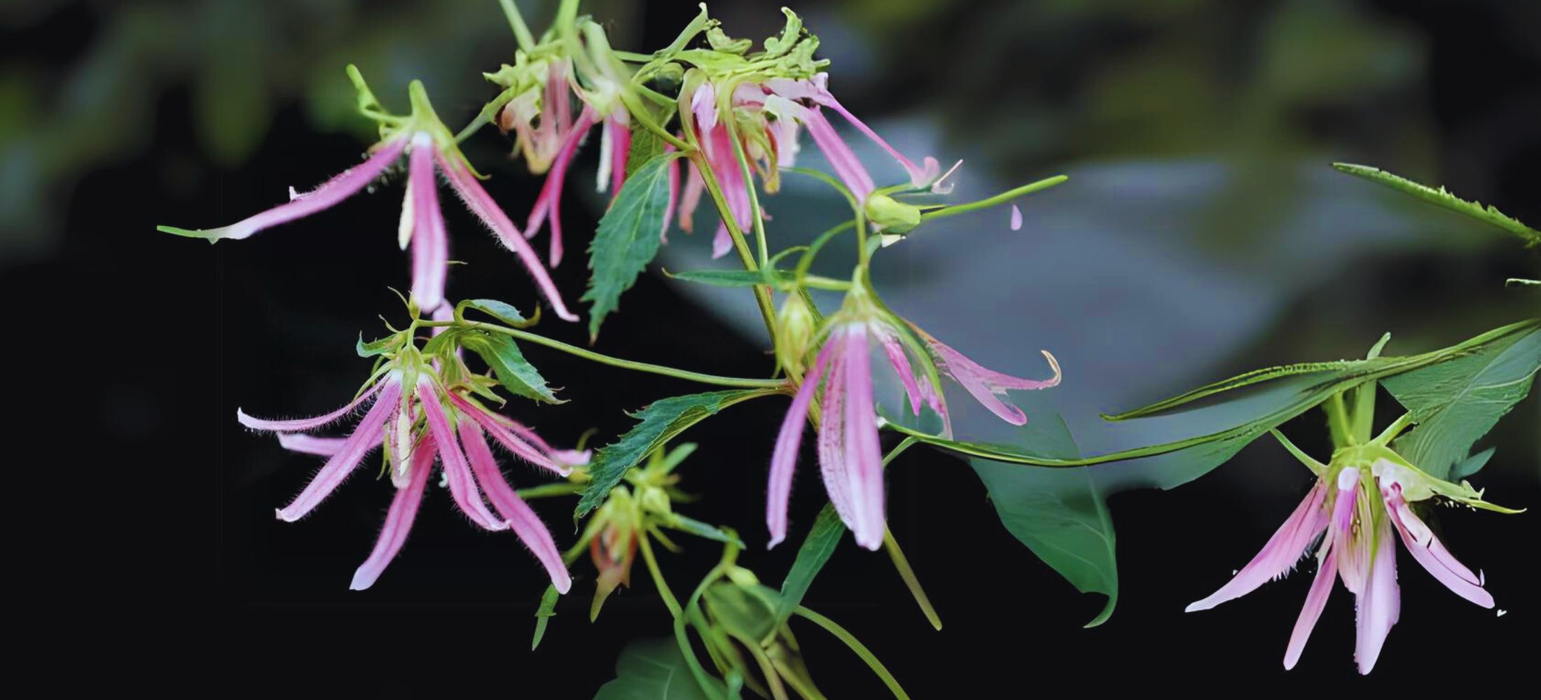 ‘Pink Octopus’ Bellflower