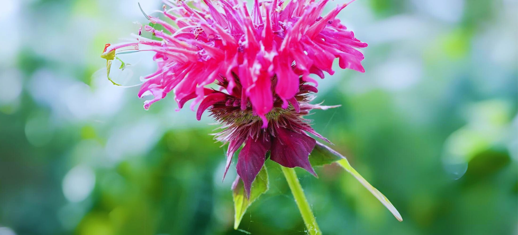 ‘Raspberry Wine’ Bee Balm